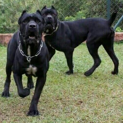 卡斯罗犬为什么不建议养,卡斯罗犬战斗力如何