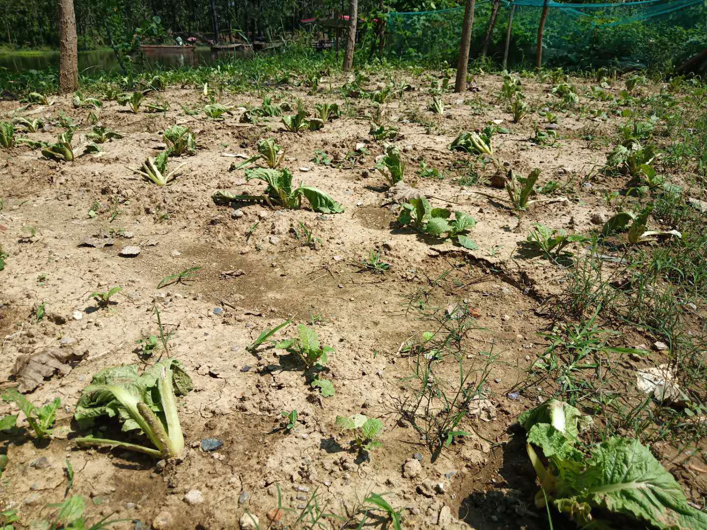 白菜心都被虫子吃了怎么治,白菜被虫子咬怎么治