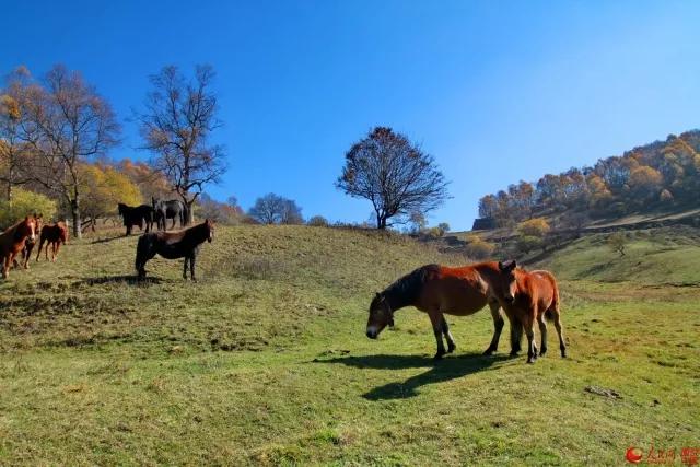 袁炳刚｜｜丈母姨