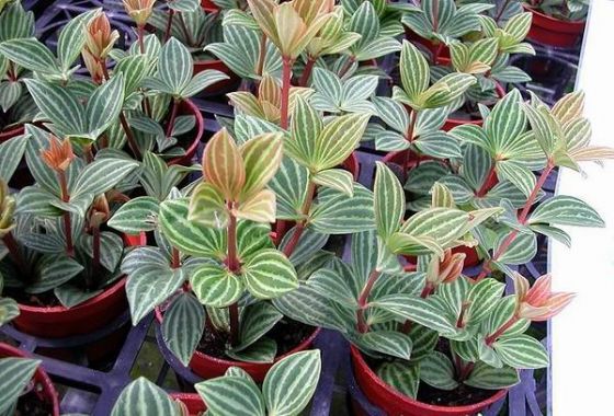 好养的盆栽花卉排名前十,盆栽花比较好养的有哪些