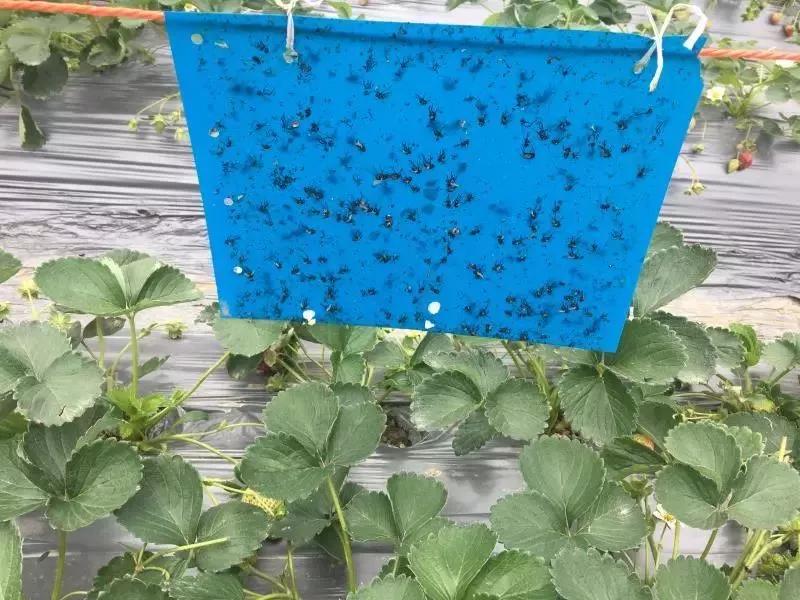 草莓花果期疑难问题图文解析,草莓果期如何促花