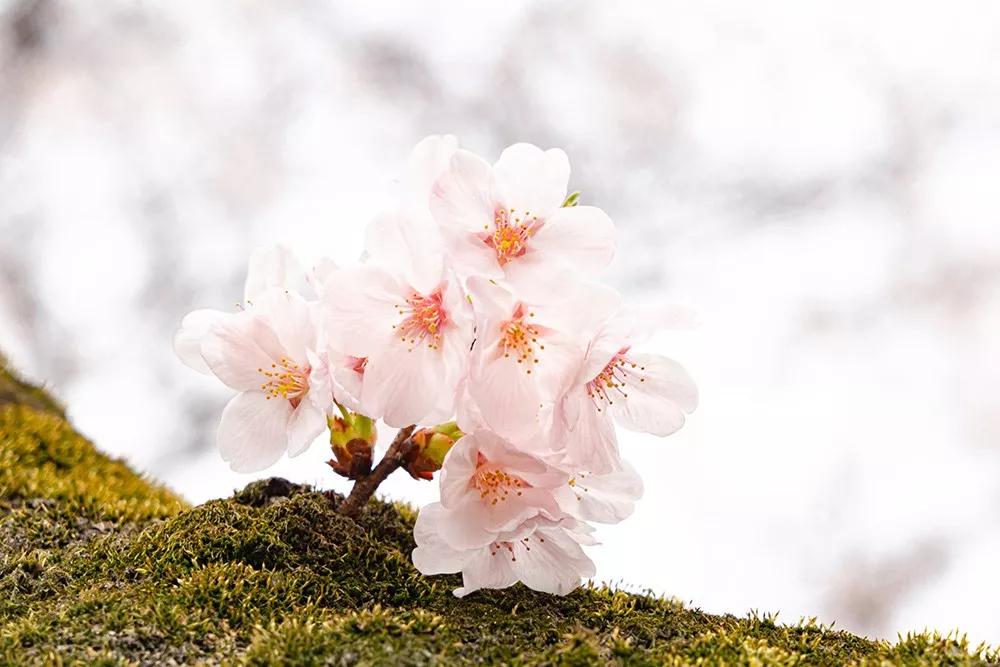 日本樱花又快开了吗 (日本樱花预计什么时候开)