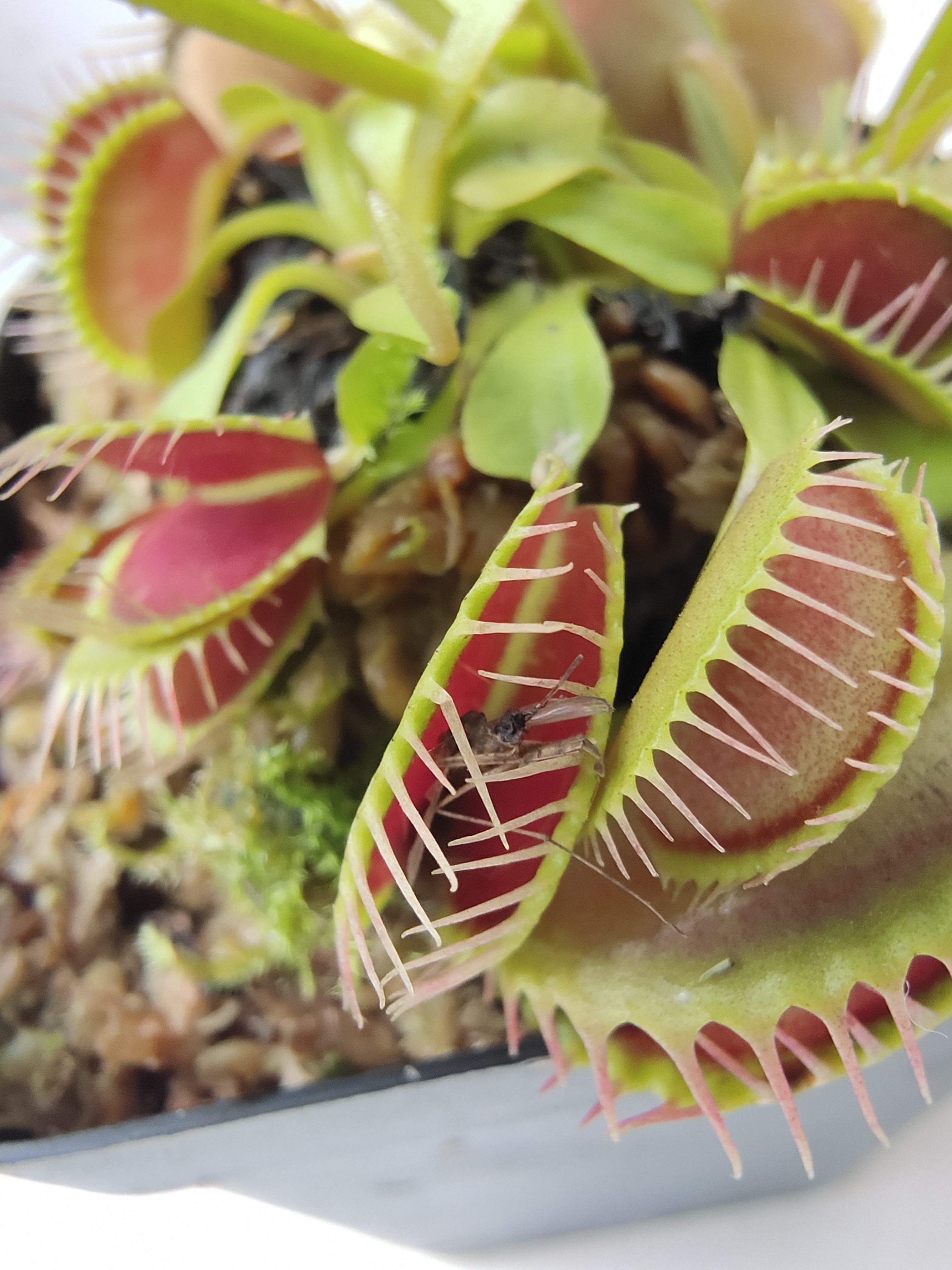 捕蝇草不健康怎么办,捕蝇草5大禁忌