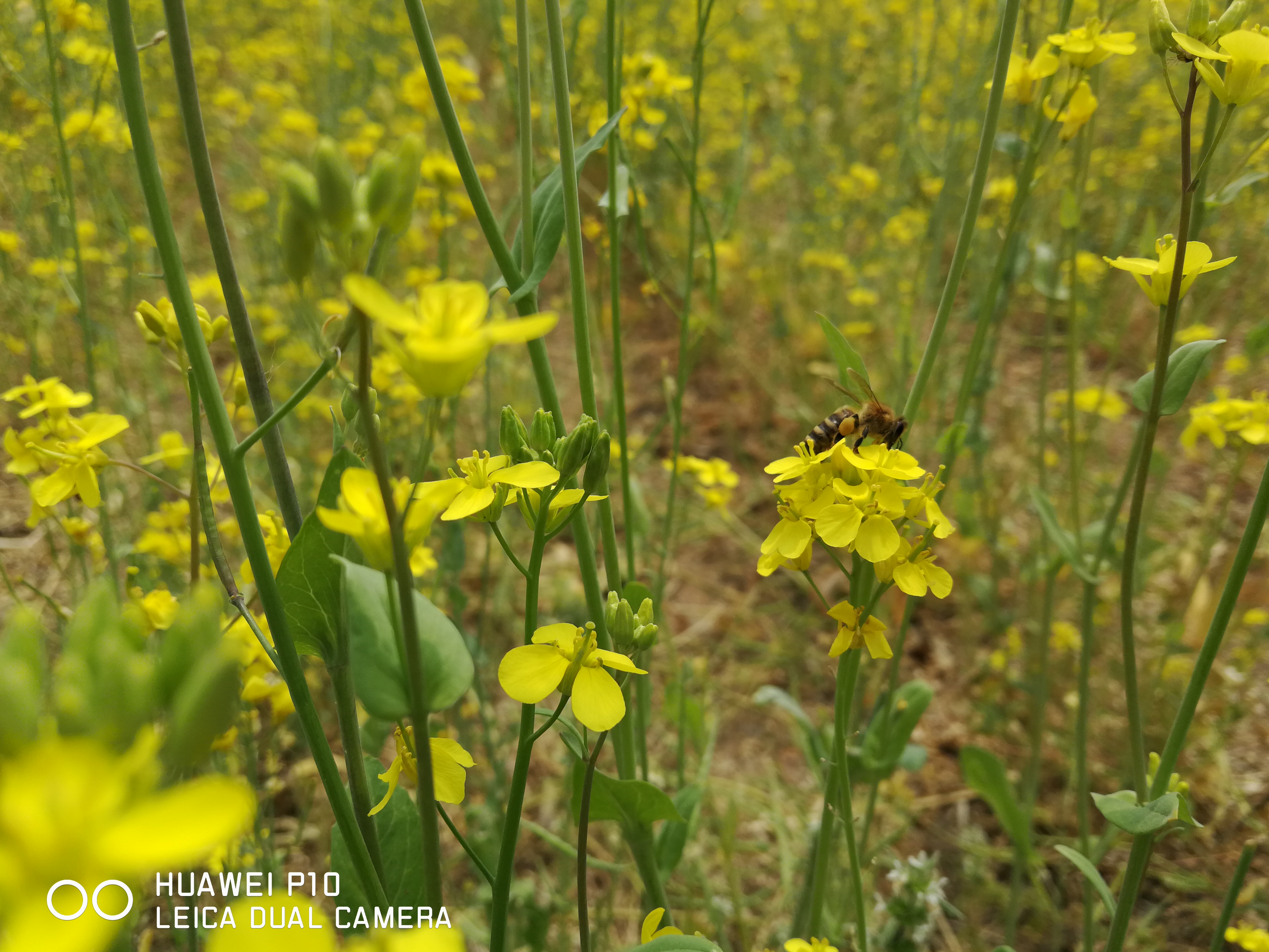 北京油菜花田风景,北京田村油菜花海全攻略
