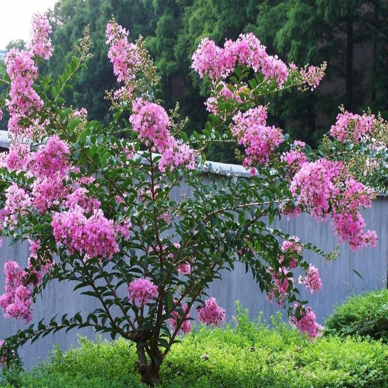 花无百日红？紫薇花来打脸，教你几招养护技巧，花期长百日有余