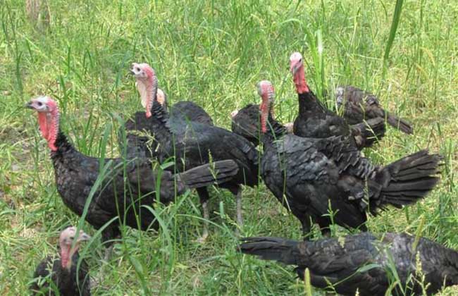 火鸡的养殖技术,火鸡的养殖技术效益探析