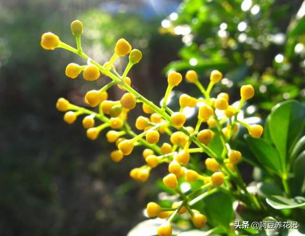 米兰花不变色吗怎么养好,米兰花冬季养护注意事项