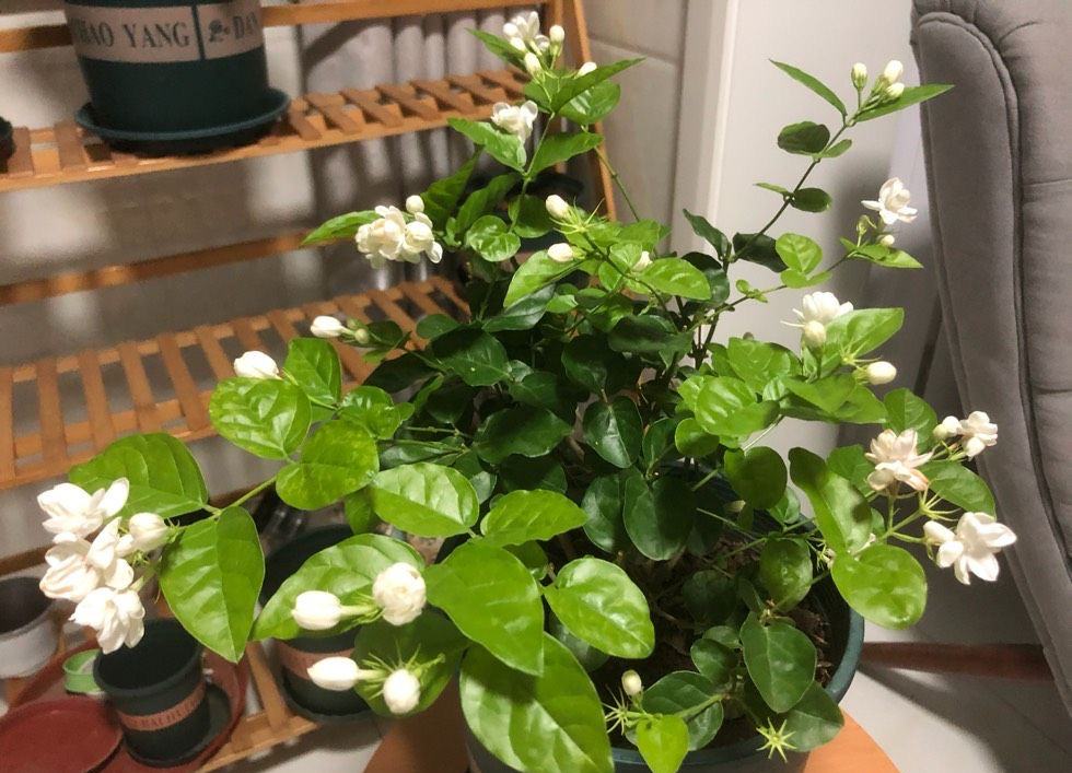 养好茉莉在茉莉花水里加什么,养好茉莉花土方法