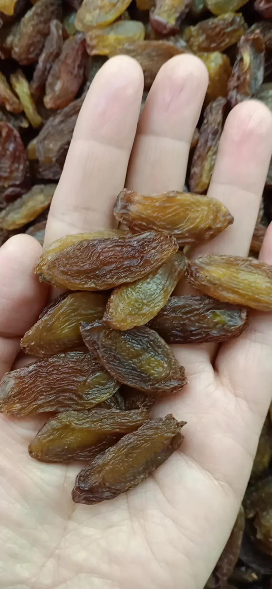 鐤嗘灉鏂版灉鐗逛骇,鏂扮枂骞叉灉