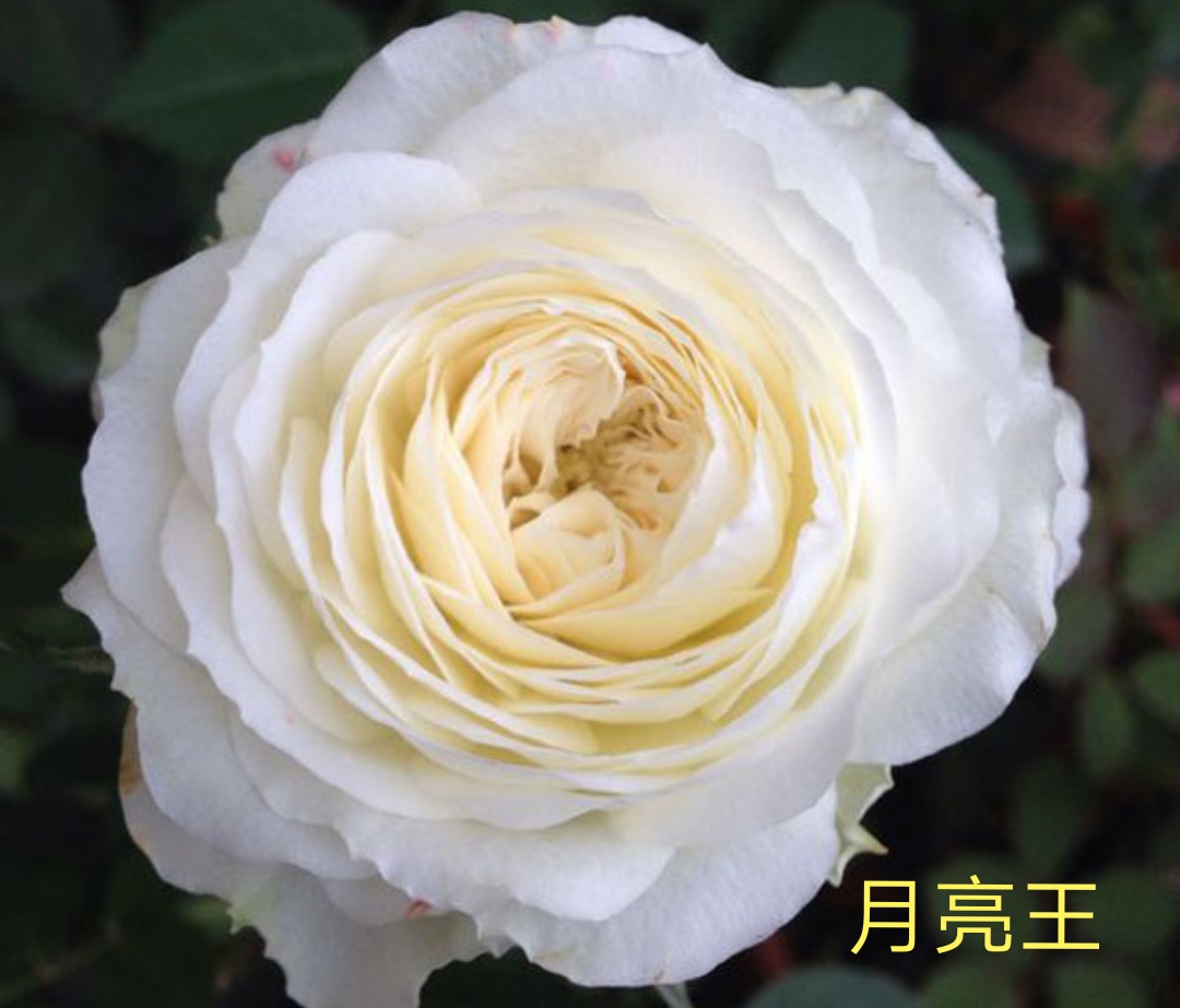 阳台系列月季品种大全,微型月季藤本月季