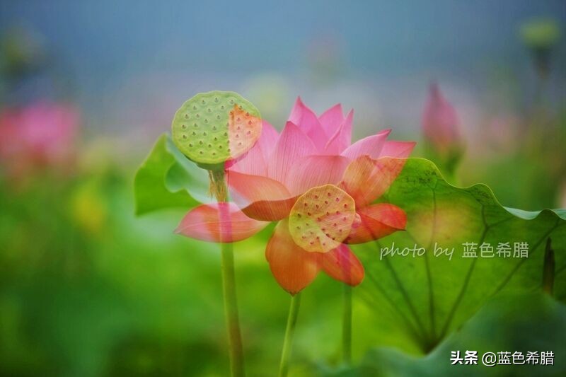 佳能5d3能拍多少数量照片,佳能5d3有多重曝光拍摄技巧