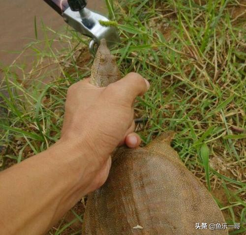 钓鱼竿钓甲鱼技巧,野外钓甲鱼王八的几个方法技巧