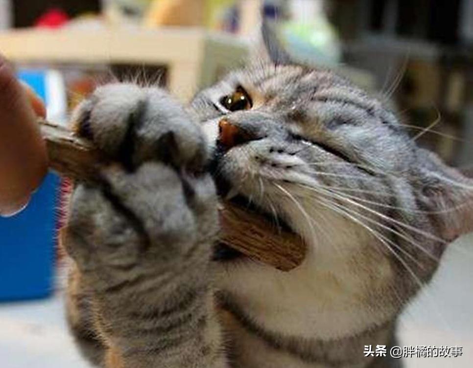 胆小的猫咪怎样撸猫,胆小的猫咪怎么社会化训练