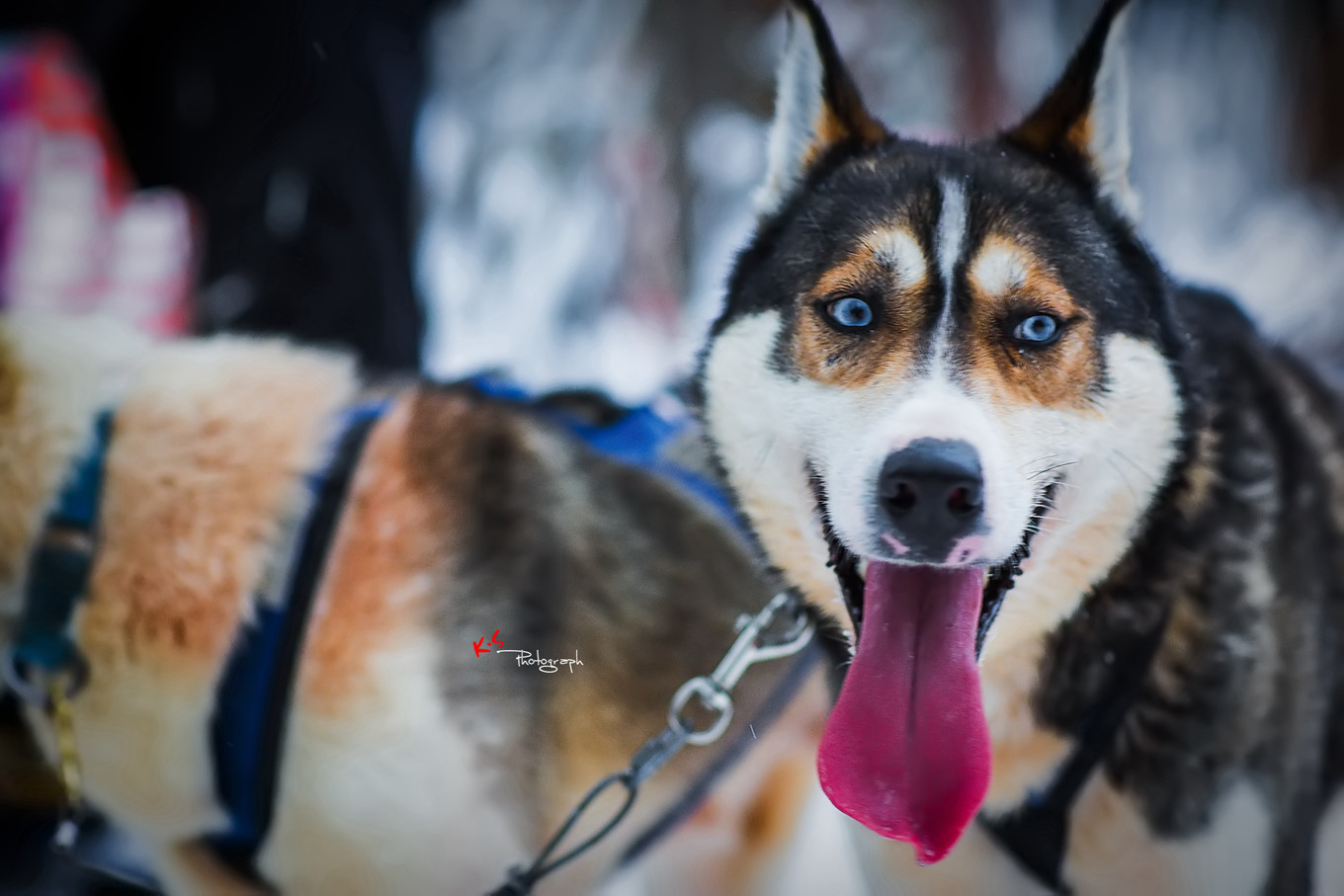 果小姐的慢生活之冰雪奇缘
