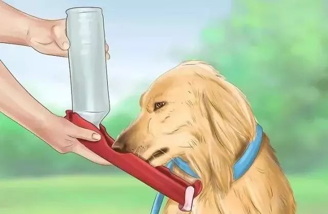 狗狗中暑后好几个小时站不起来,狗狗中暑症状和解救方法及其价格