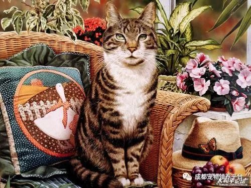 谁说土猫无名猫？快来围观古代猫谱，你家有没有镇宅神兽！