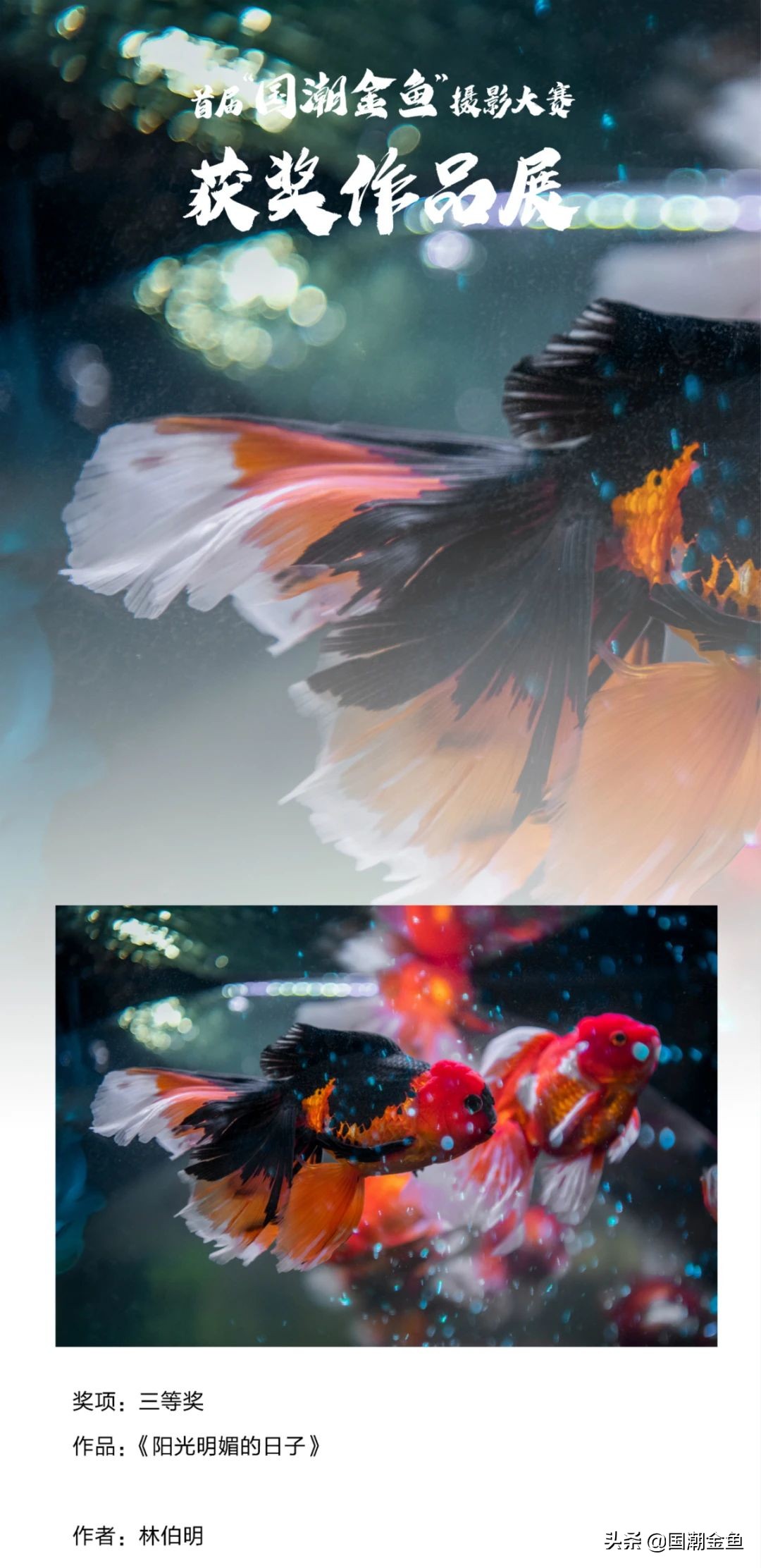 鍥芥疆閲戦奔鎽勫奖,涓浗閲戦奔鎽勫奖