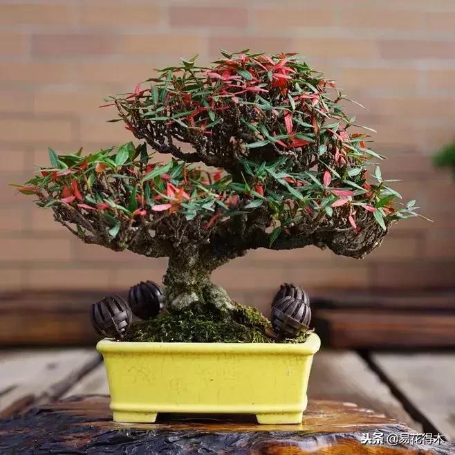 络石盆景的鉴赏与栽培养护