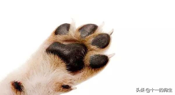 狗的爪爪可以不剪吗,狗的爪子有多厉害