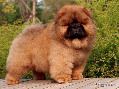 新手喂养松狮犬需要注意哪些问题,松狮犬好养吗如何饲养松狮犬