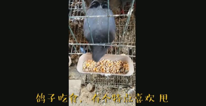 新手养鸽怕鸽子飞掉怎么办,鸽子吃食太浪费咋办