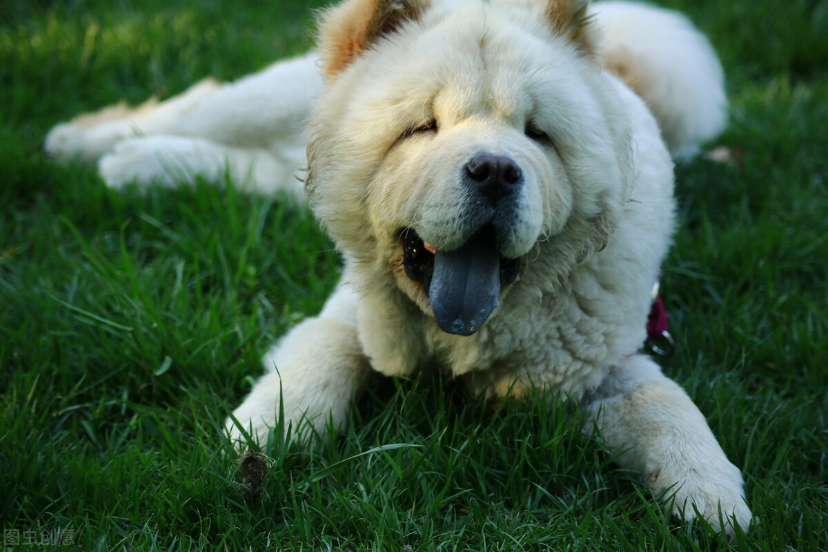 松狮犬的喂养与护理方法,松狮犬吃什么比较好养呢