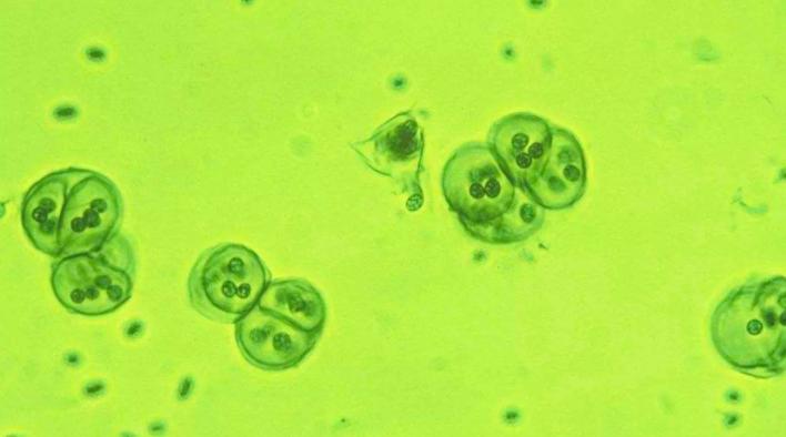 动物是怎样无性生殖的,动物无性生殖的几种方式