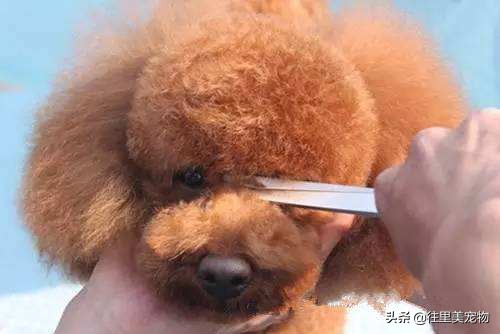 泰迪狗泪痕重怎么办,泰迪狗又有泪痕怎么办