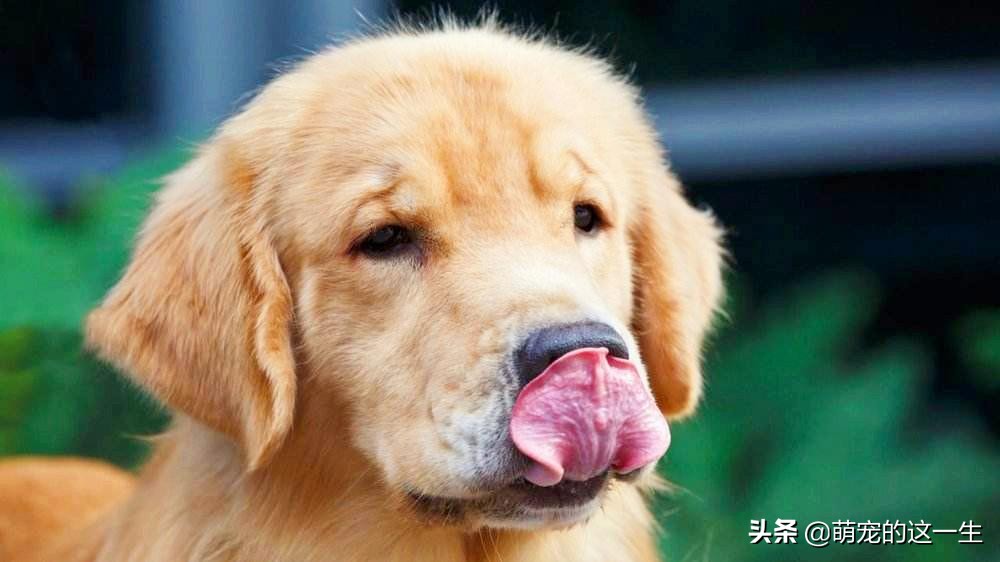 狗狗会对狗粮过敏症状,狗狗会对什么过敏