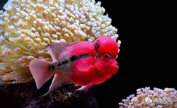 观赏鱼鱼病治疗大全,鱼病治疗视频教程