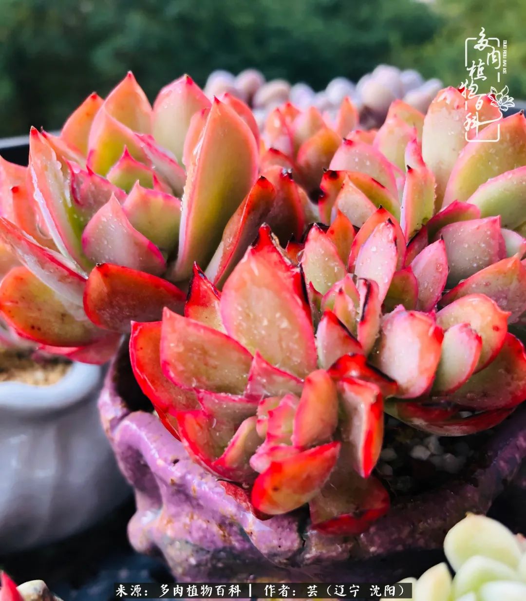 万物皆有灵性有因必有果,万物皆有灵性与生命