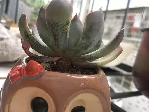 多肉叶子上有黑斑叶子一碰就掉,多肉红梅叶子上有黑点是怎么回事