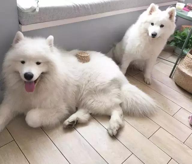 萨摩耶在家到处乱拉怎么办,萨摩耶出门总是低着头乱吃怎么办