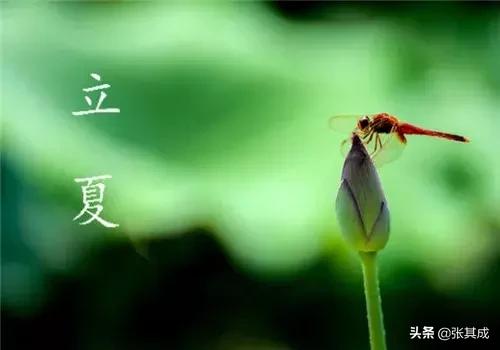 立夏时节万物茂繁下一句,春夏是阳气生发万物生长的季节