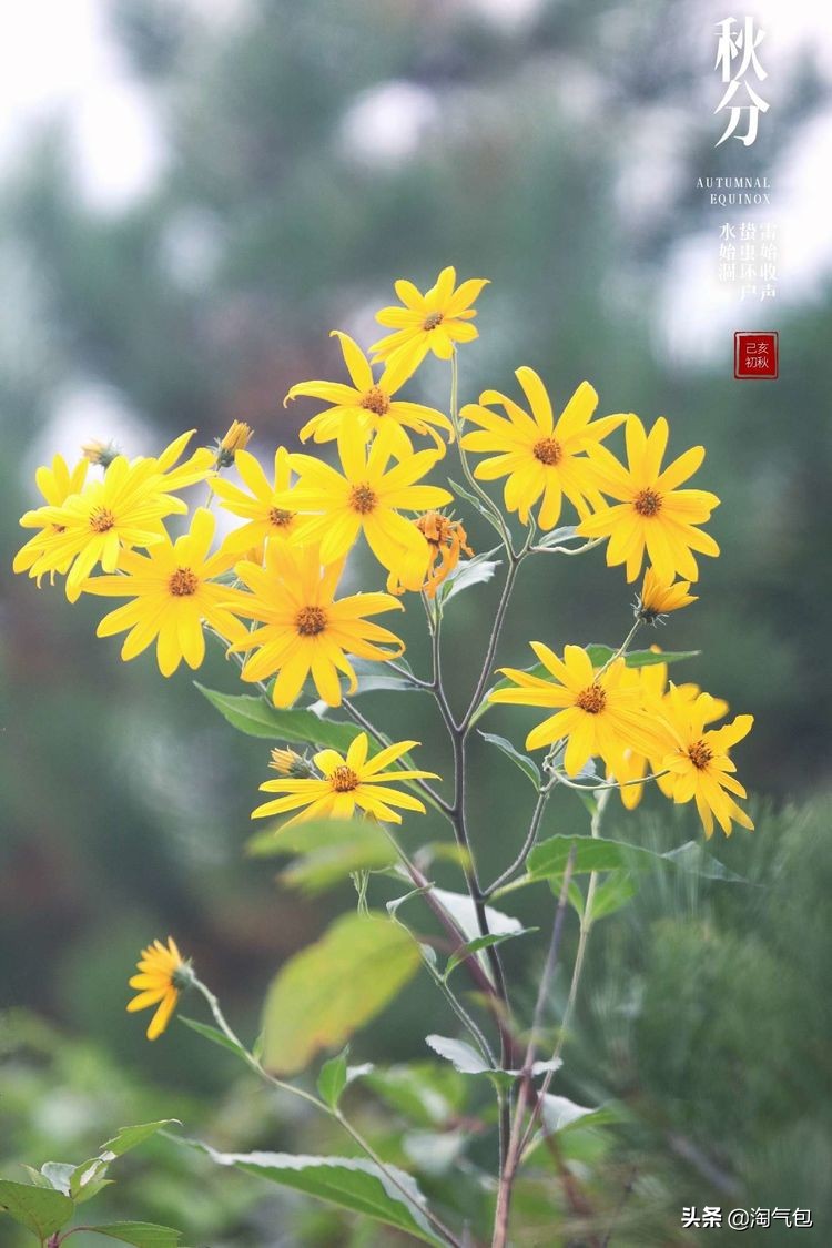 秋分一半热烈一半安详,秋分秋天分两半