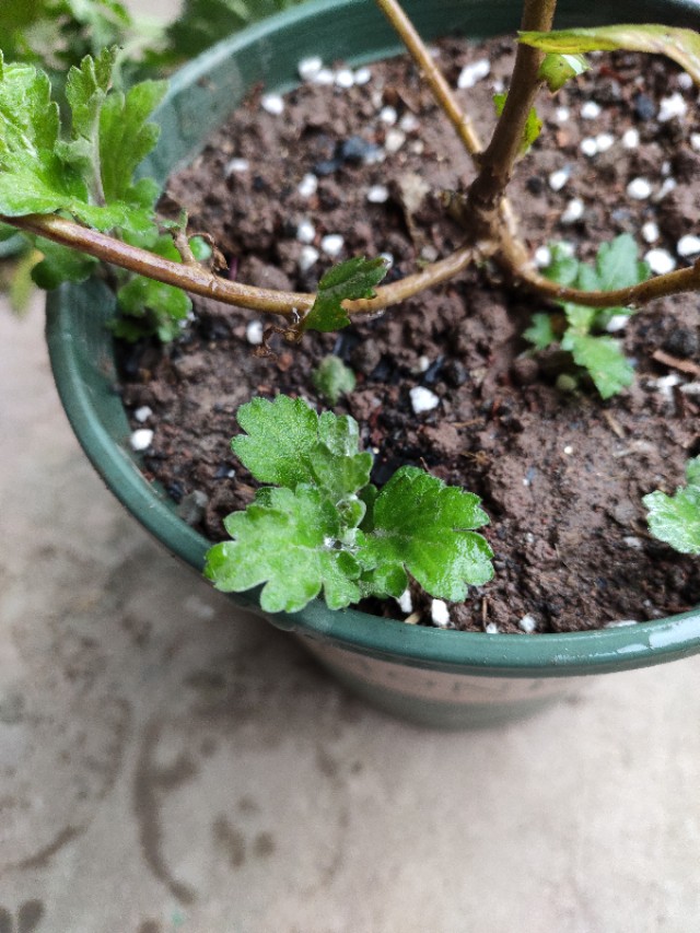 菊花怎么剪才能再次开花,菊花谢了原唱完整版