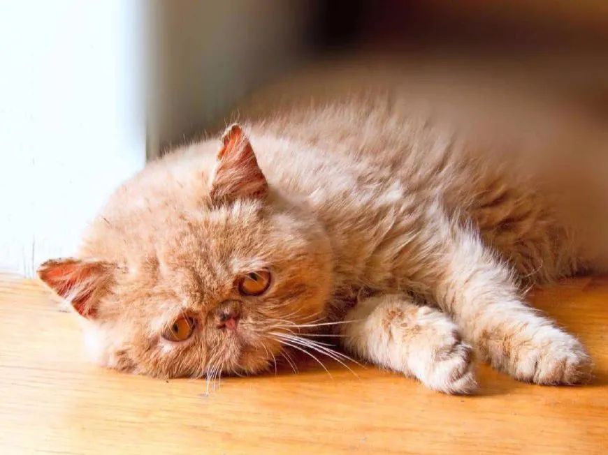 狗中暑怎么办狗狗中暑急救指南,猫咪中暑的症状和急救措施视频