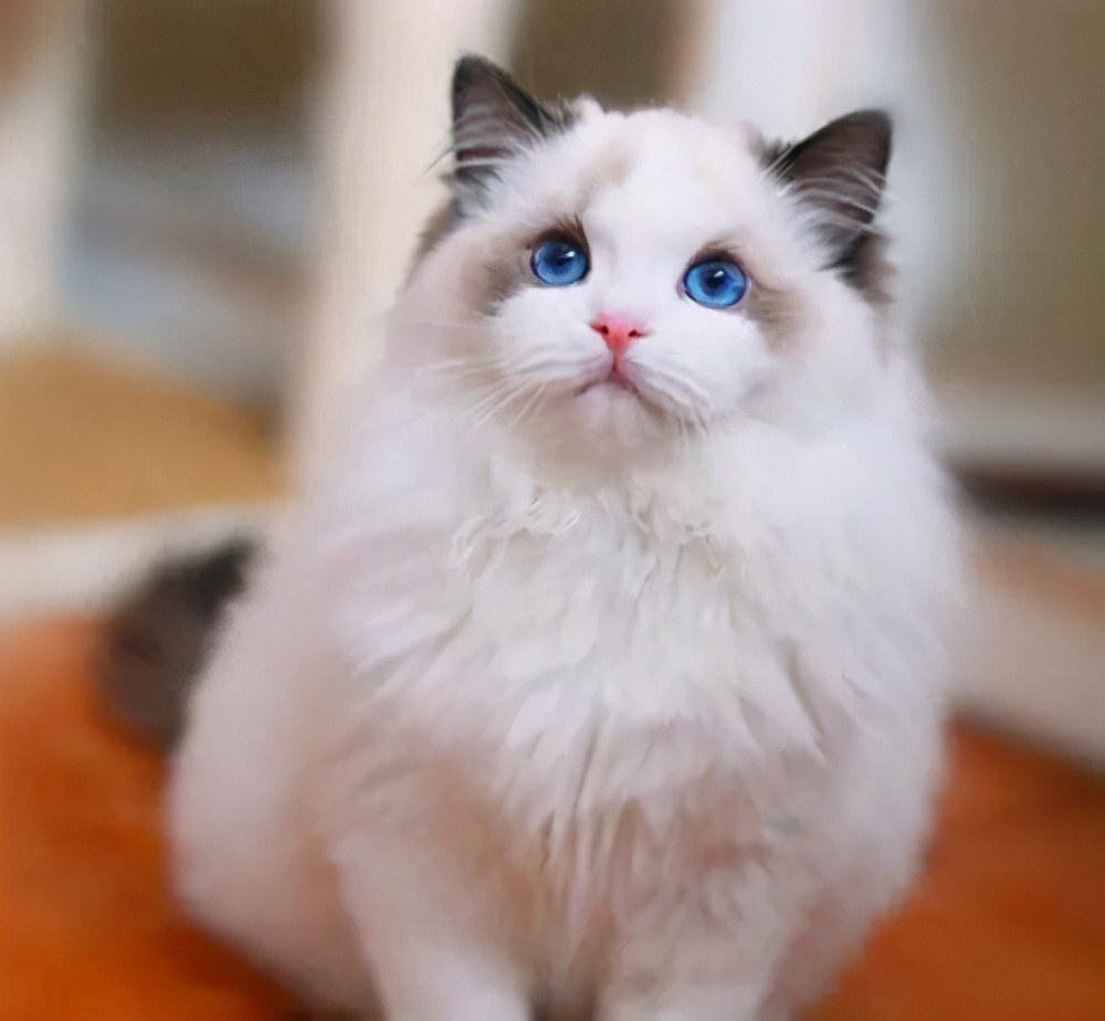 养猫不要养这7种猫,养猫首选这8种猫不仅便宜还好养