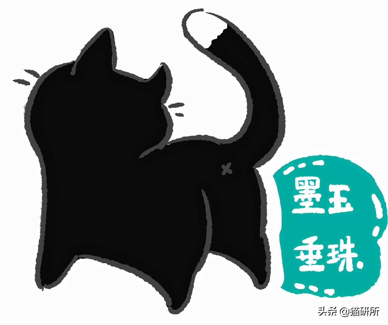 各种花色的猫在古代怎么称呼,猫咪在古代有哪些称呼呢