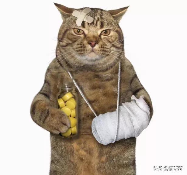 猫咪摔骨折了治疗需要多少钱,猫咪骨折吃什么东西恢复得快