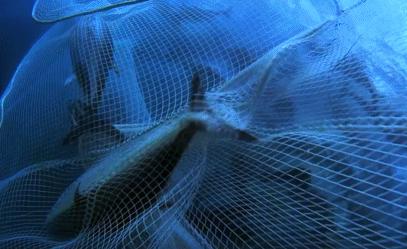 富二代人骨皮包的真实图片,人骨皮包真相曝光