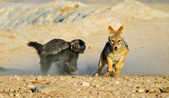 平头哥蜜獾的克星鬣狗,平头哥蜜獾为什么不怕毒液