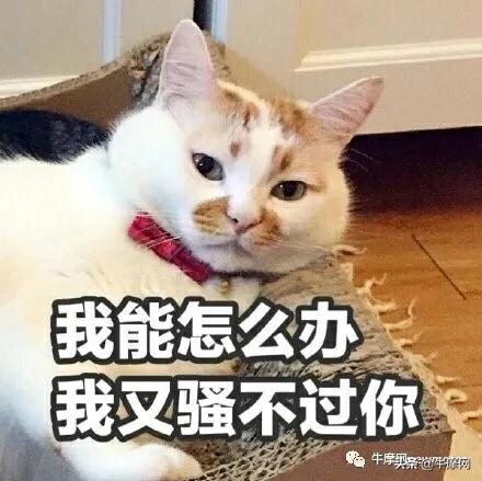 摩托车乱象完整版,国产大排摩托车