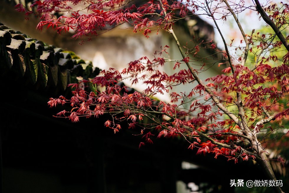 拙政园最让人欣赏的地方,拙政园十大特色