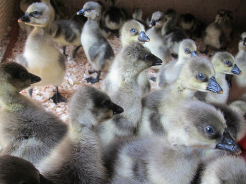 肉食鹅哪个品种好养,好养又耐活的鹅