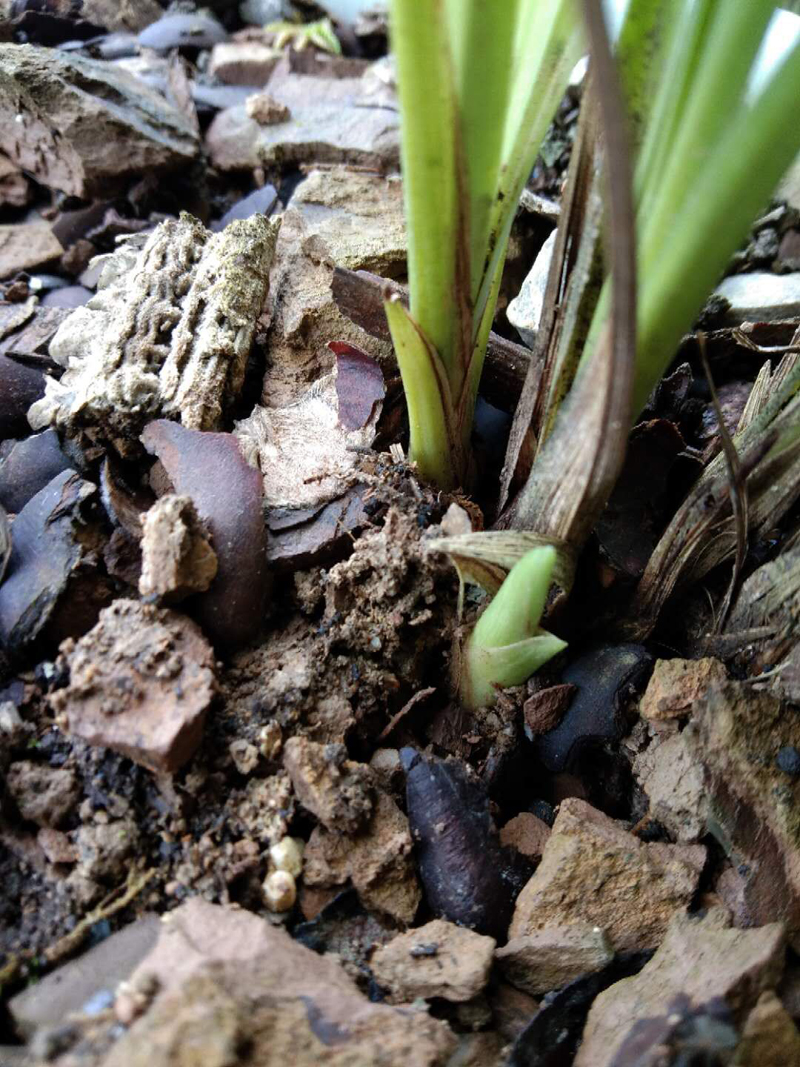 春兰素种,春兰素心哪个最值得养