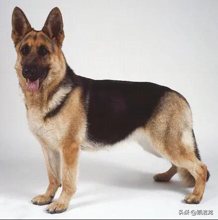 德国牧羊犬繁育训练基地,德国牧羊犬的生活习性有哪些