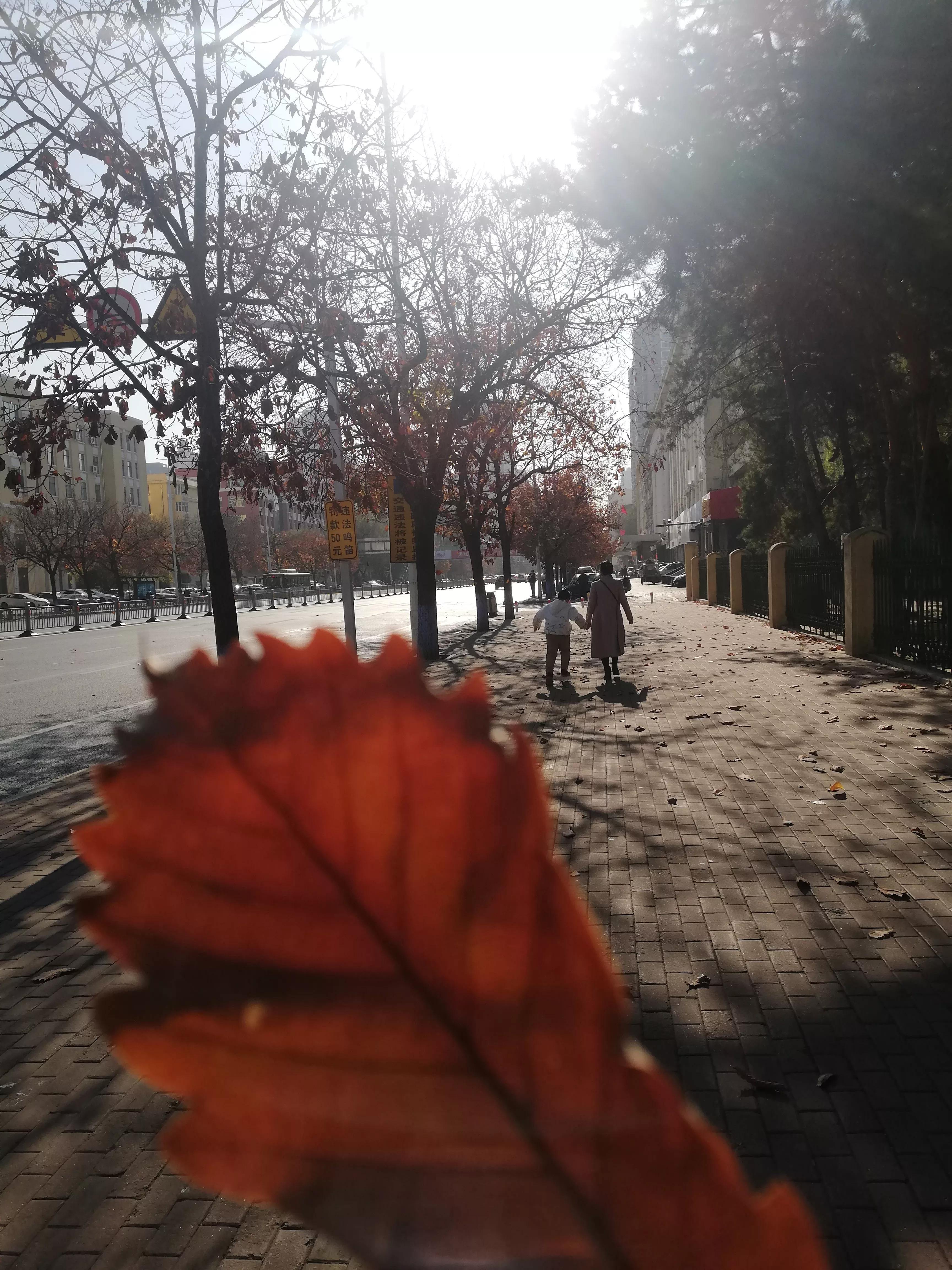 猪言猪语什么梗,猪言猪语大全