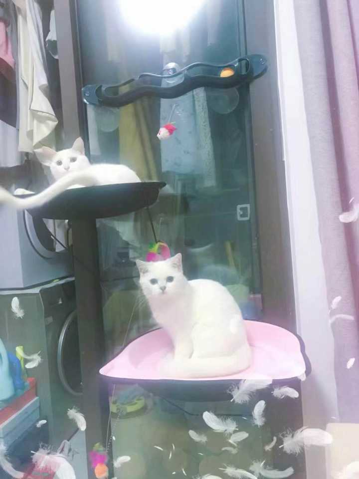 第一次养猫应该知道什么,第一次养猫建议养金渐层吗