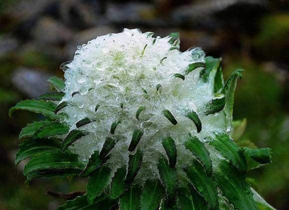 只生长在*疆新**和*藏西**的植物,拍卖价高达几十万,国家已经禁止采挖